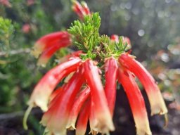 Erica discolor leaves and flowers
